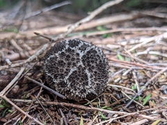 Lycoperdon compactum