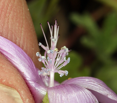 Eremalche parryi kernensis