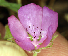 Eremalche parryi kernensis