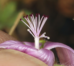 Eremalche parryi kernensis