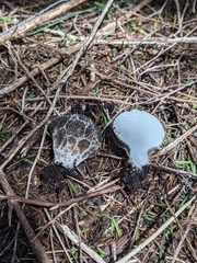 Lycoperdon compactum