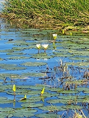 Nymphaea