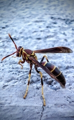 Polistes arizonensis