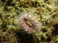 Paracyathus stearnsii