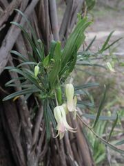 Billardiera macrantha