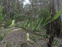 Billardiera macrantha