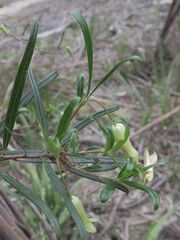 Billardiera macrantha