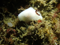 Cadlina limbaughorum