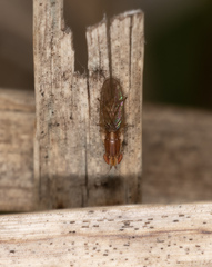 Trigonometopsis binotata