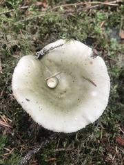 Heterophyllidia
