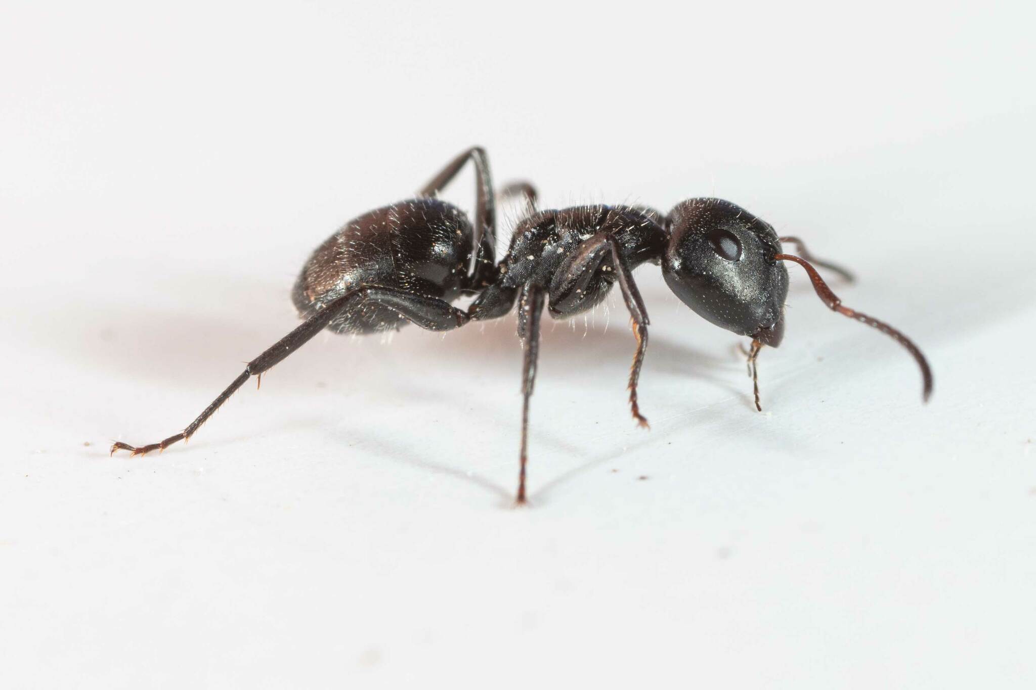 Camponotus abscisus