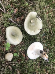 Heterophyllidia
