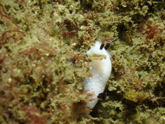 Cadlina limbaughorum
