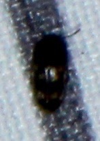 Litargus