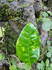 Picconia excelsa
