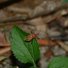 Gminatus