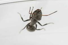 Camponotus abscisus