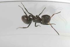 Camponotus abscisus
