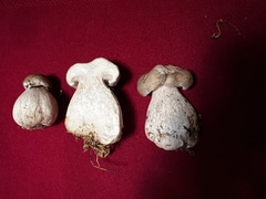 Leucoagaricus barssii