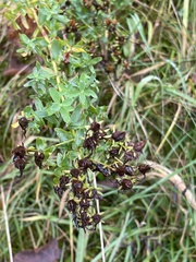 Hypericum × desetangsii