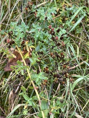 Hypericum × desetangsii