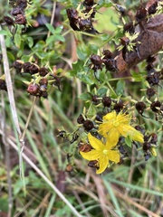 Hypericum × desetangsii