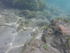 Thalassoma lucasanum