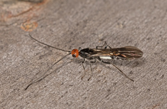 Callibracon capitator