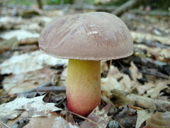 Butyriboletus brunneus