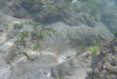 Thalassoma lucasanum