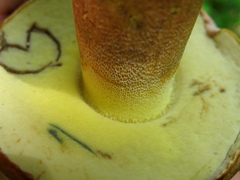 Butyriboletus brunneus