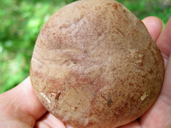 Butyriboletus brunneus