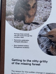 Tachyglossus aculeatus setosus