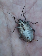 Halyomorpha halys