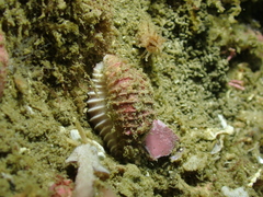 Pusula solandri