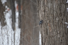 Sitta carolinensis