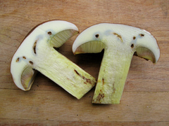 Butyriboletus brunneus