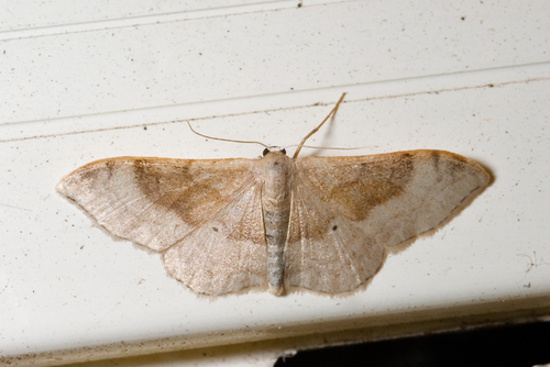 Portland Ribbon Wave