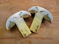 Butyriboletus brunneus