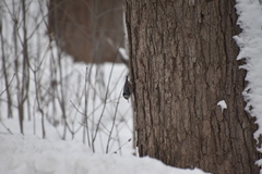 Sitta carolinensis