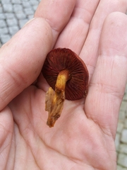 Dermocybe