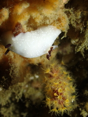 Cadlina limbaughorum