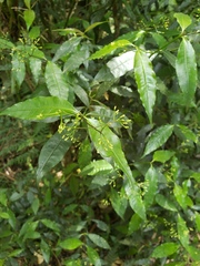 Ocotea