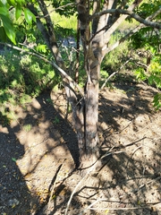 Libidibia monosperma