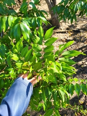 Libidibia monosperma