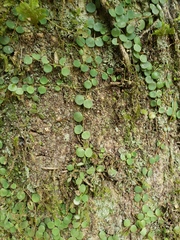 Peperomia rotundifolia