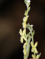 Pectocarya linearis ferocula