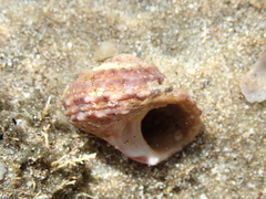 Modelia granosa