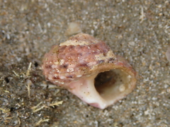 Modelia granosa