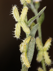 Pectocarya linearis ferocula